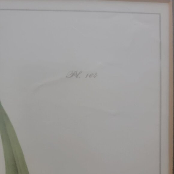 Field Bunting Print of Vintage Lithograph by JJ Audubon Matted & Framed - Picture 8 of 16